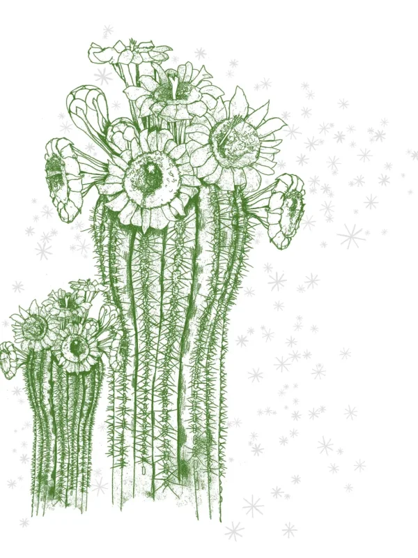 Calliope Tee - Saguaro And Stars