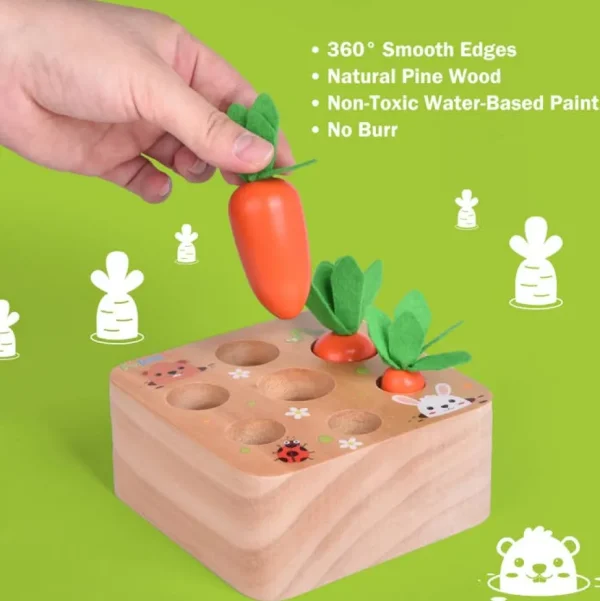 Carrots Harvest Shape Size Sorting
