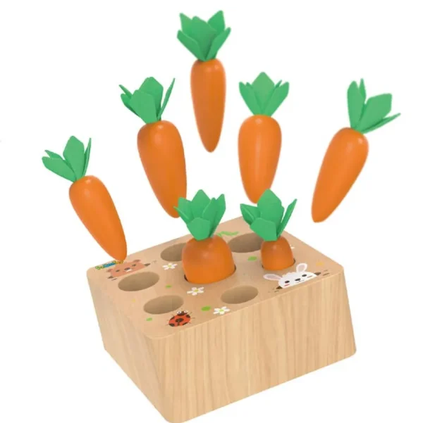 Carrots Harvest Shape Size Sorting