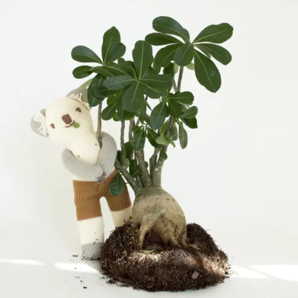 Koa the Koala