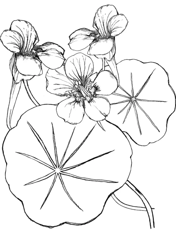 Pia Pullover - Nasturtiums